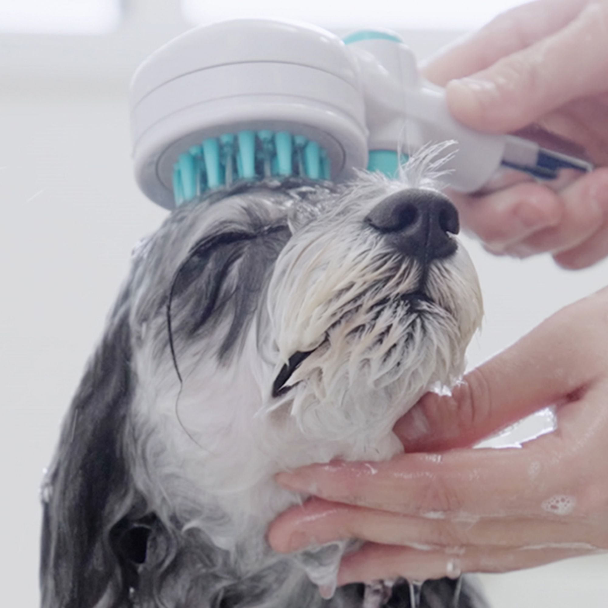 Vòi hoa sen Pets có nút dừng Takagi (JSB027GY)