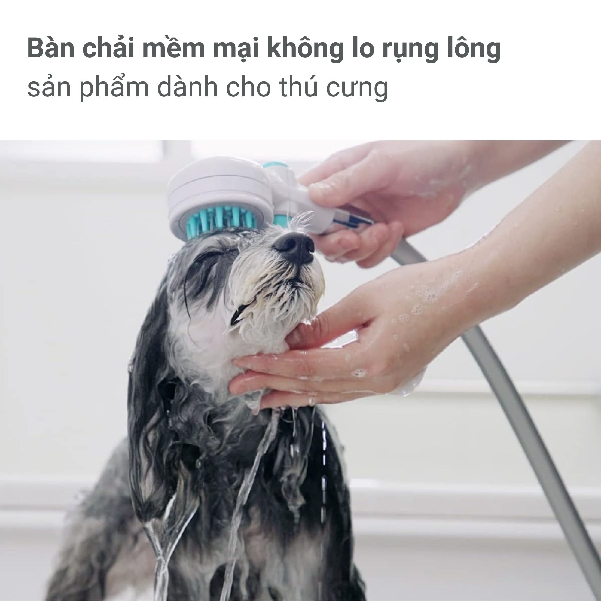 Vòi hoa sen Pets có nút dừng Takagi (JSB027GY)
