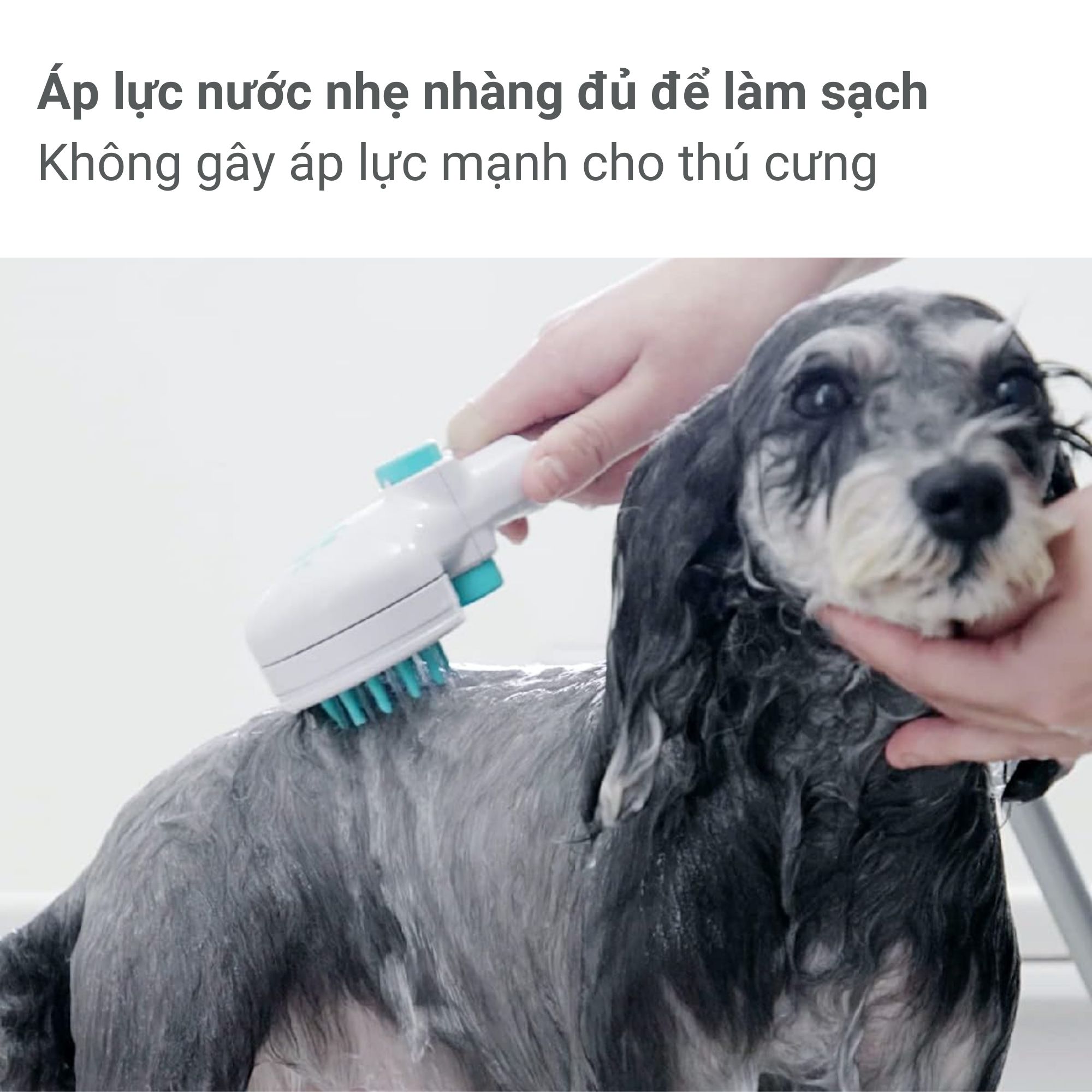 Vòi hoa sen Pets có nút dừng Takagi (JSB027GY)